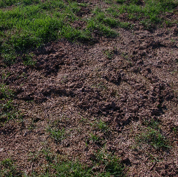 Mole cricketpng